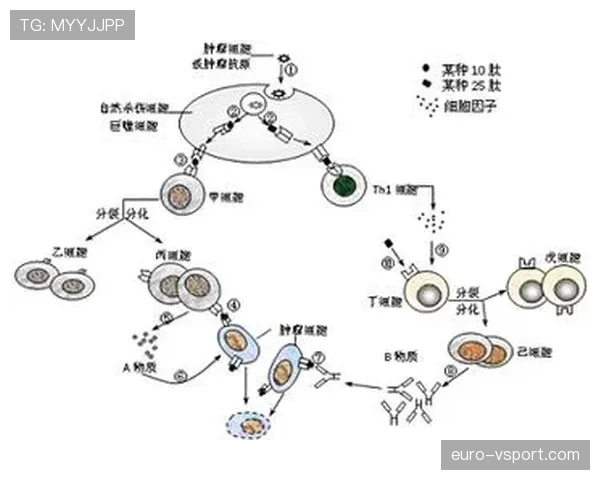 阿隆索与维埃拉中场控球模式与传球分布的分化机制解析
